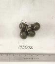 Click for 1 image(s) for this accession. FRUIT